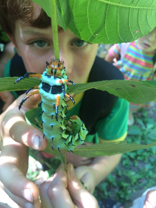 Closeup of Hickory Horned Devil caterpillar with summer camper looking at it