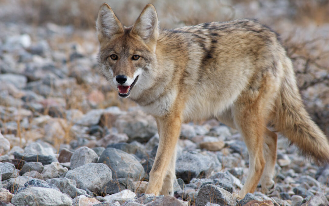 Coyote smiling at camera as it crosses a dry stony riverbed