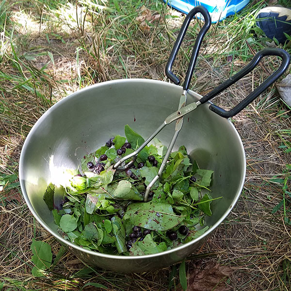 Fresh salad from foraged foods at Asheville nature connection summer day camp
