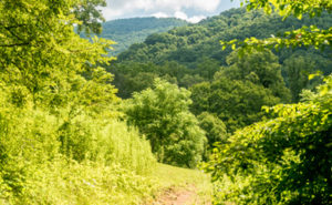 Photo of hiking trail in Blue Ridge Mountains taken on teen adventures homeschool nature connection program
