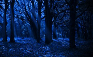 Photo of forest at night at summer overnight camp with moonbeams slanting between dark tree trunks