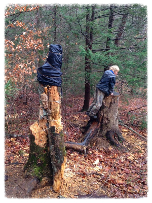 Rotting log tied back together by children at nature camp to protect a flying squirrel nest they found