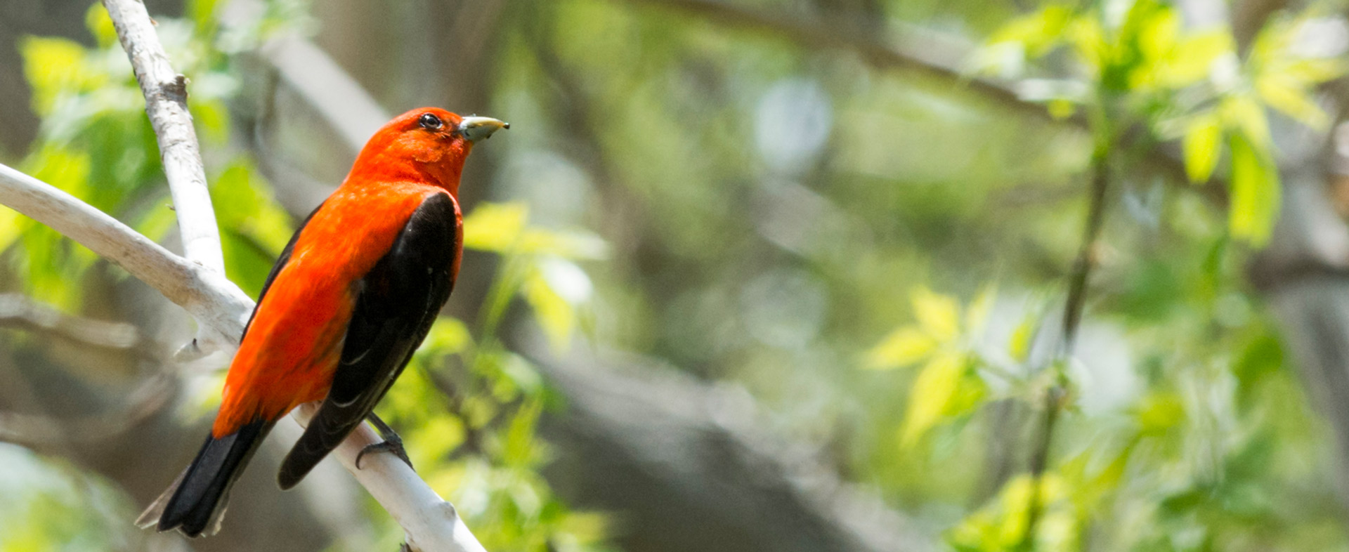 Closeup photo of a Scarlet Tanager migrating thru Forest Floor's forest campus