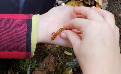 Young summer camper discovering interesting salamander in the forest